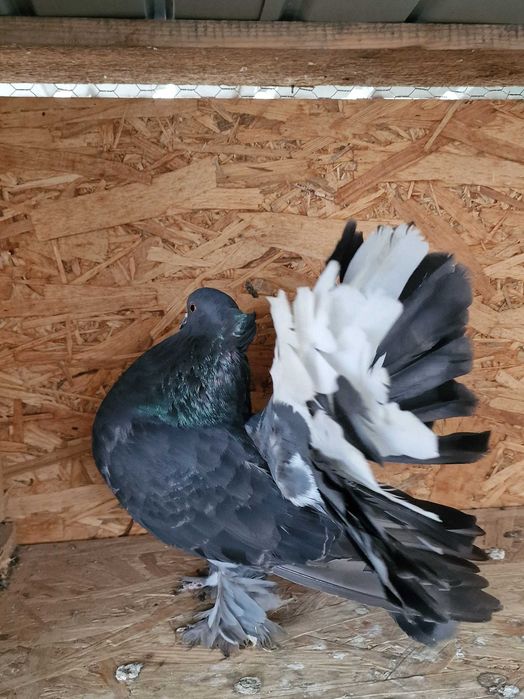 Porumbei voltati indieni 2025