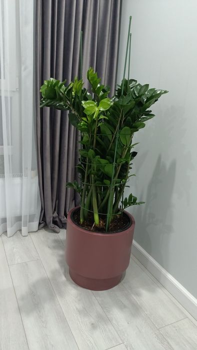 Замиокулькас (долларовый дерево)