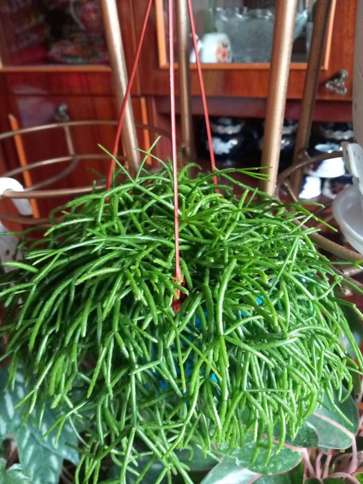 Энг сара гуллар бизда