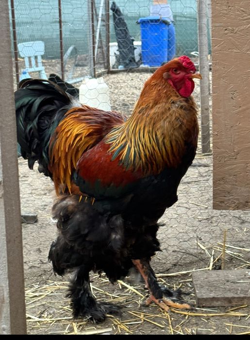 Oua pentru incubat - rasele Australorp & Brahma