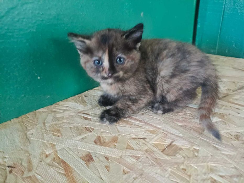 Отдадим милых котят срочно