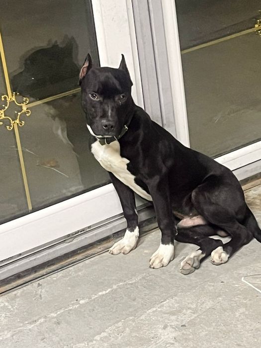 Американский стаффордширский терьер