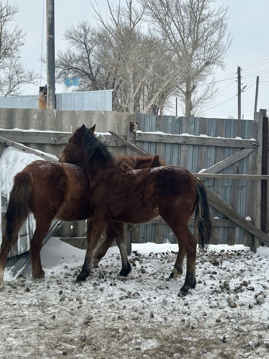 Продаю лошадей.