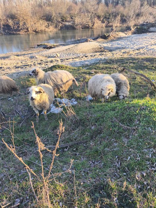 Daca va intereseaza aveti nr meu de tel mai jos.