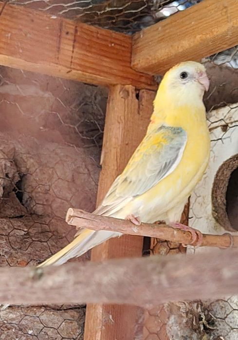 Продавам папагали