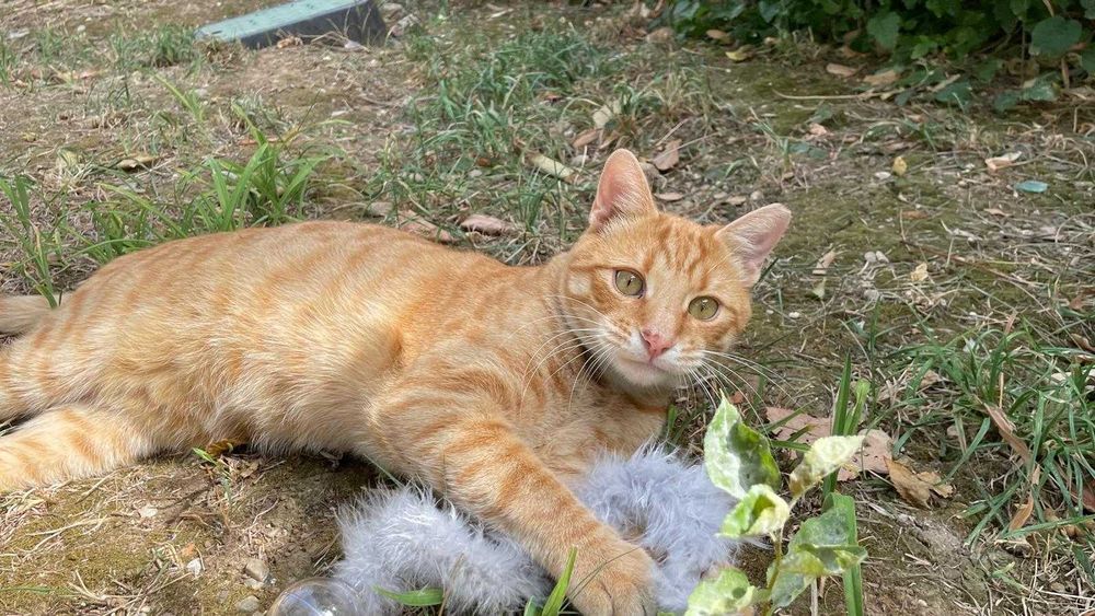 Portobello, motanel portocaliu castrat pentru adoptie
