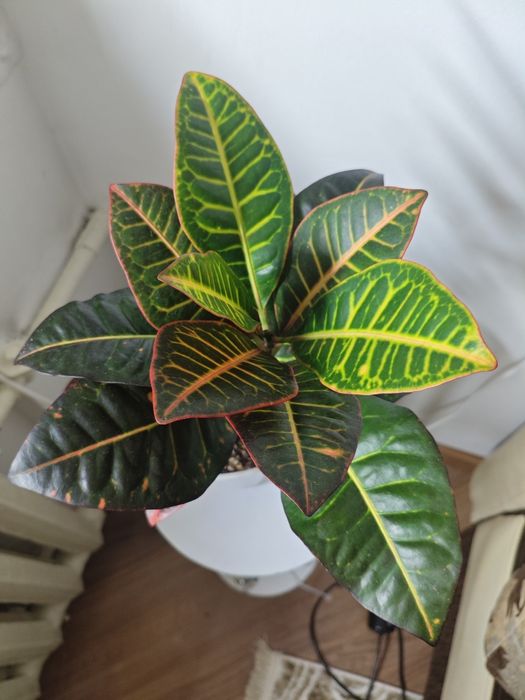 Кротон в фитильном горшке