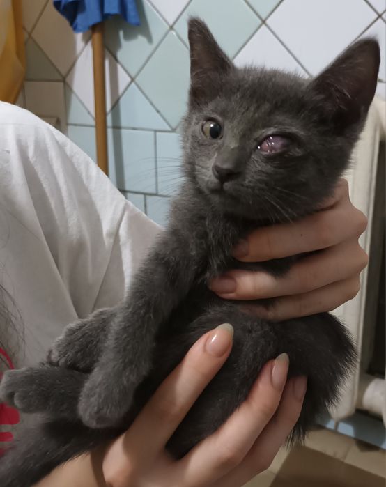 Пристривается котёнок