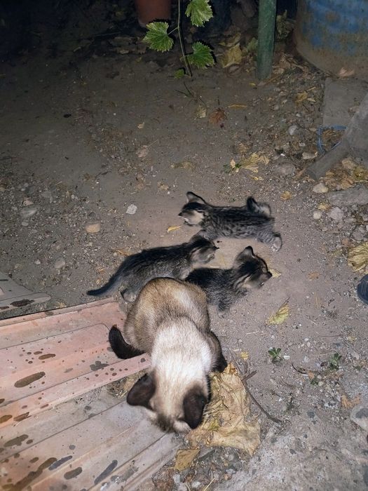 Pui pisica spre adoptie-gratis