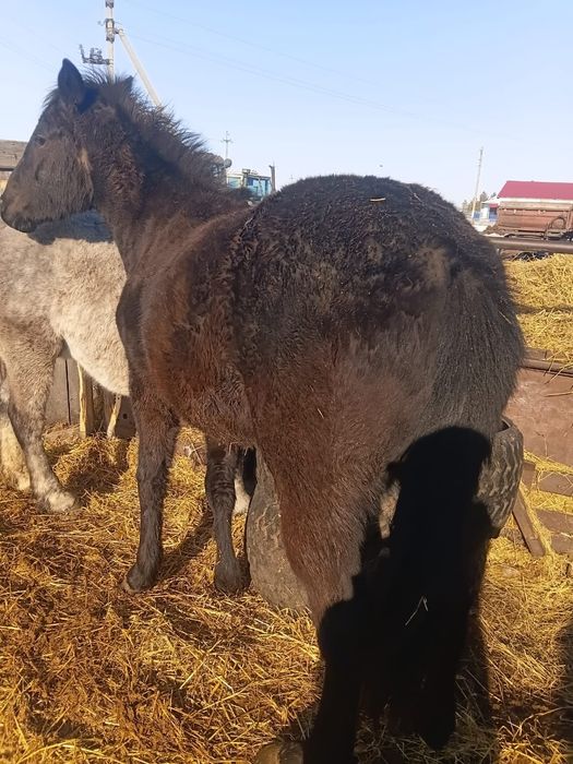 Продам согым тай