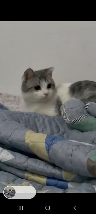 Отдам кошку в добрые руки