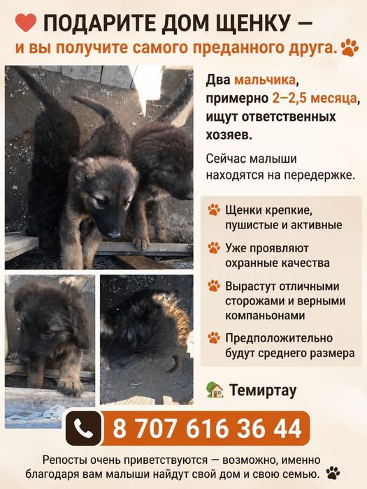 Щенки ищут   дом