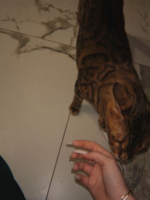 Продам бенгальского кота