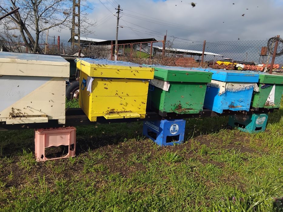 Ofer spre vânzare 3 familii  de albine