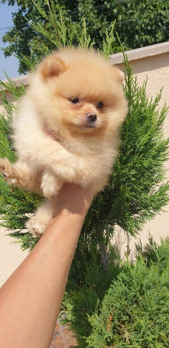 Померан мини мини