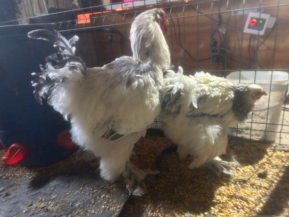 Pereche Cocoș+Găina Brahma