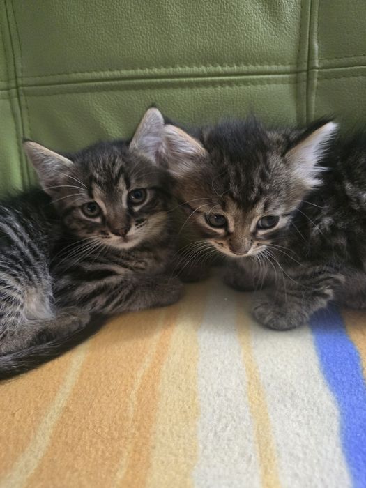 Ofer spre adoptie 2 pisicute.