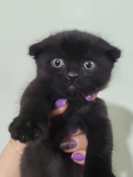 Продаются котята