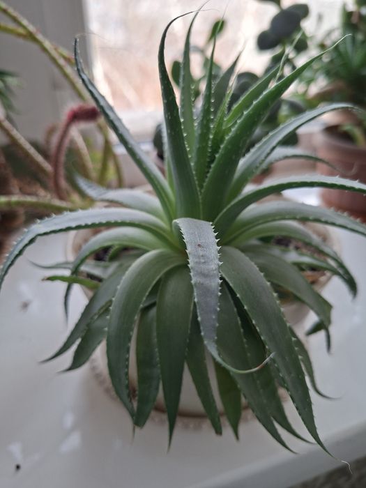 Продам комнатные цветы