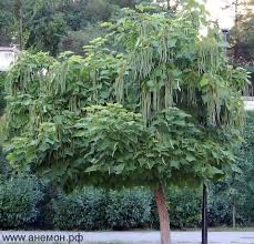 Катальпа.Саженцы