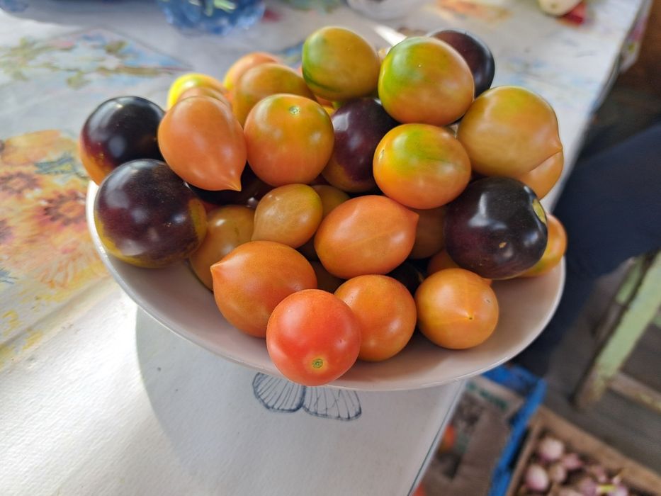 Продам дачные помидоры