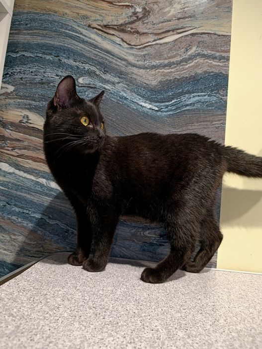 Котенок, ищем дом