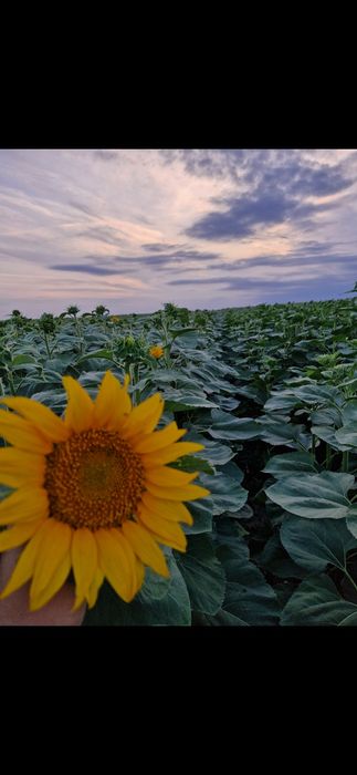 Seminte porumb, erbicide, ingrasaminte foliare. CELE MAI MICI PRETURI