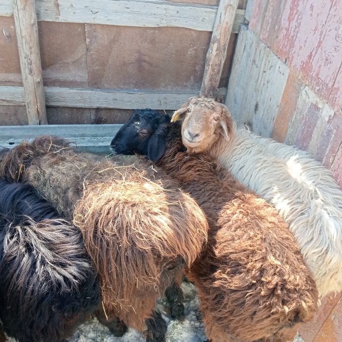 қой тоқтылар сатылады