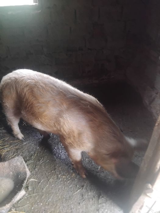 Capră roșie 100 kg