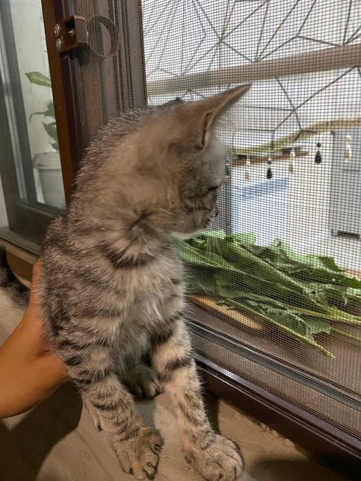 Котёнок бесплатно