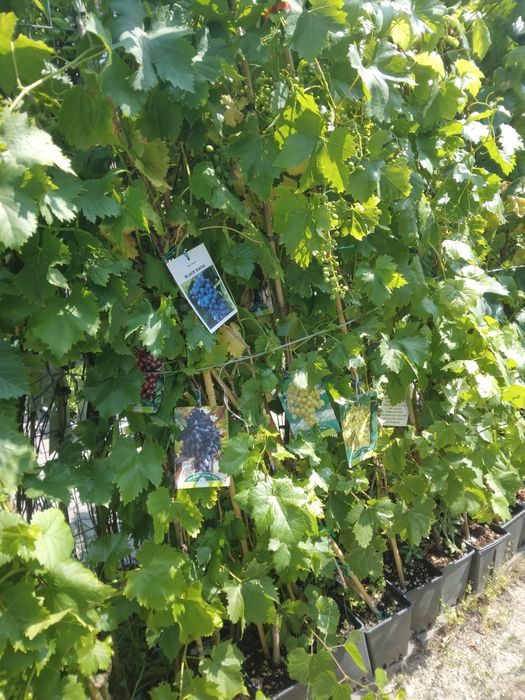 Vita de Vie Altoita la Ghiveci (Toate Soiurile )