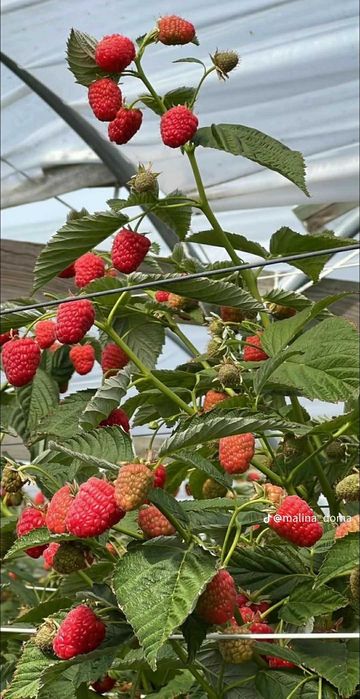 Качествен разсад – Малини и Ягоди Предлагам висококачествен