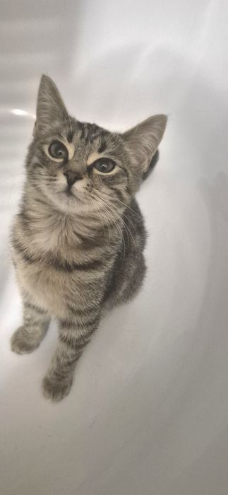 Отдам котёнка, 3 месяца