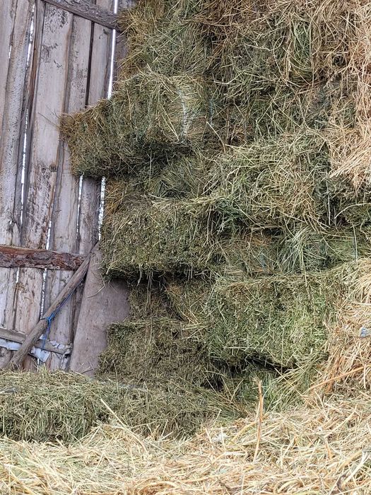 Vând 250 de baloți de lucernă