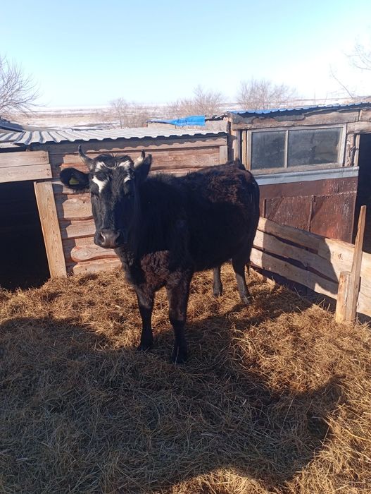 Продам телку 2 года