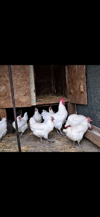 Ouă pentru incubat La Bresse