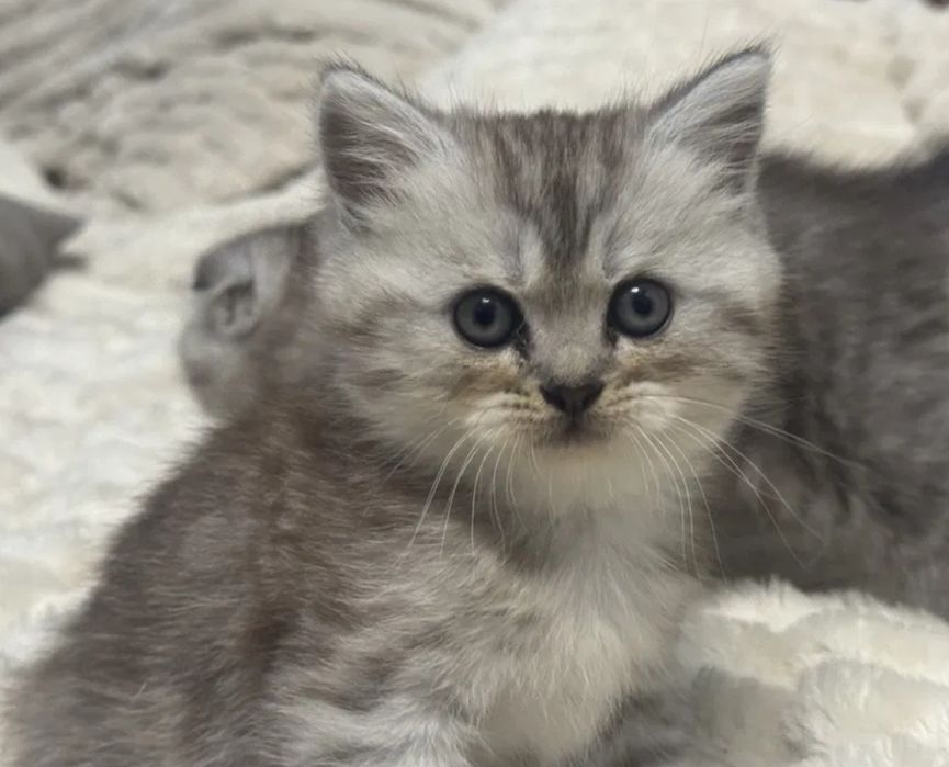 Шотландские котята