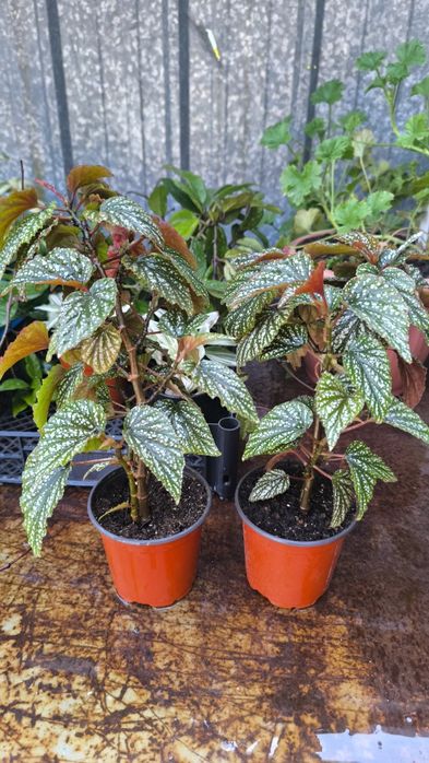 Бегония Кейн, трасниковая сорт(Аргентео гутата)