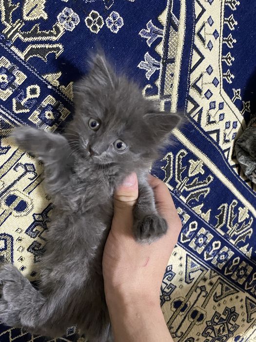 Маленький котенок