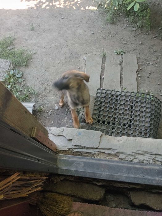 Отдам в хорошие руки собачку девочка