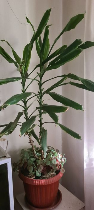 Цветок Пальма Юкка.