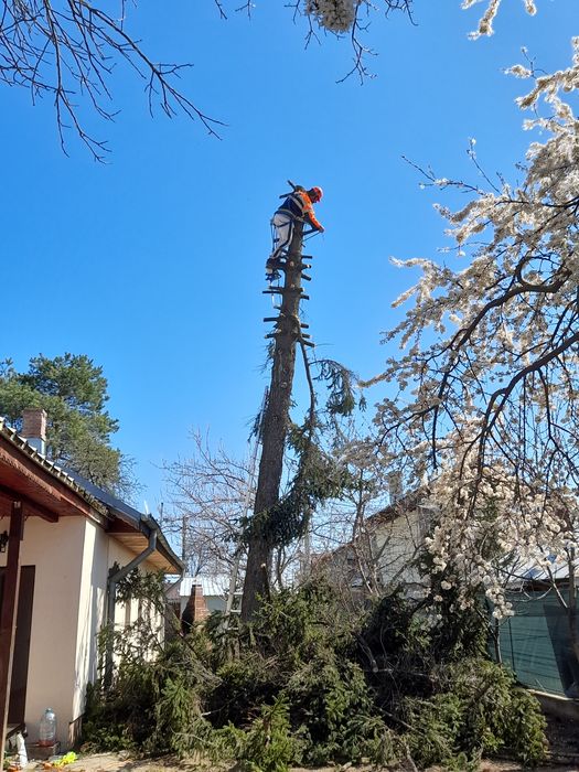 Tăiere copaci alpinist utilitar defrisari curățare evaluare gratuită