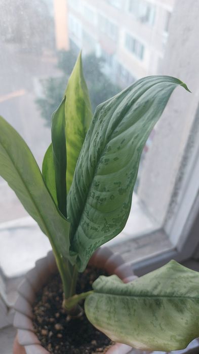 Домашние цветы,для дома,офисов.