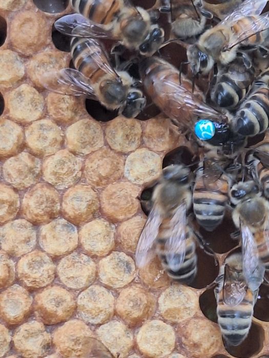 Vând roiuri de albine.