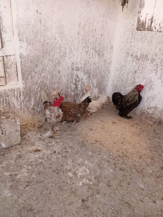 Gaini pitici motate si incaltate