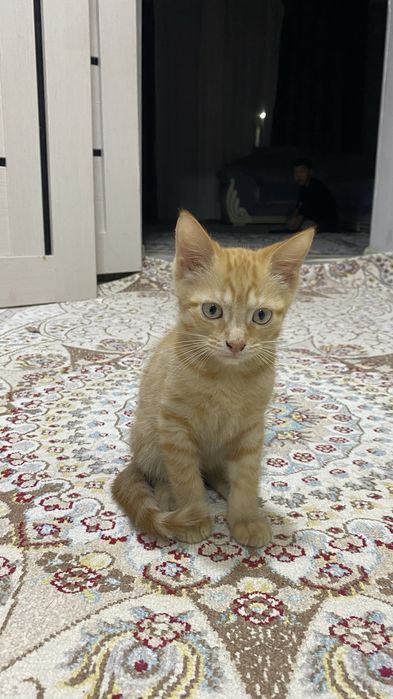 отдам в добрые руки котенка мальчика
