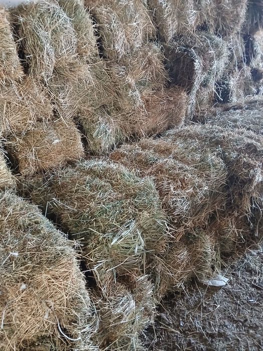 1 ші орым жоңырышқа сатылады