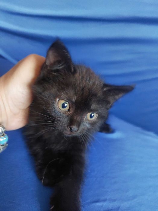 Отдам кошечку в добрые руки