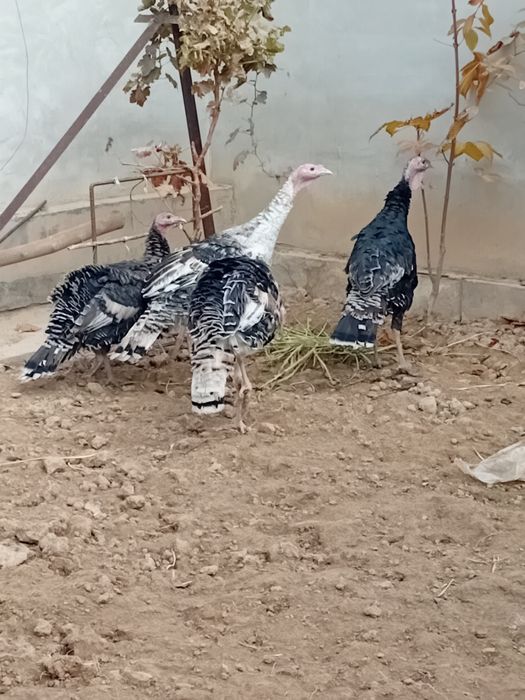 Курка юш хорозлари