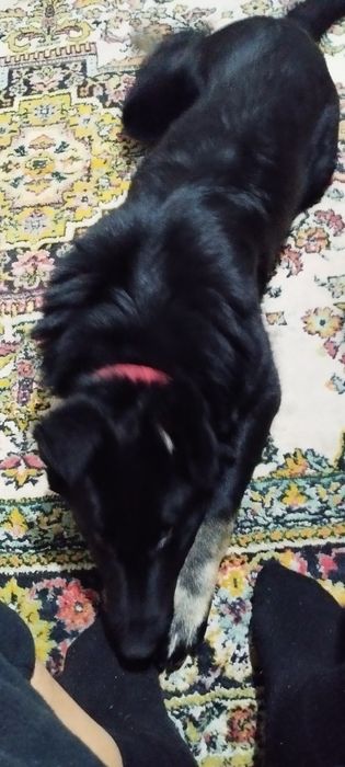 Продам.Немецкую овчаркау